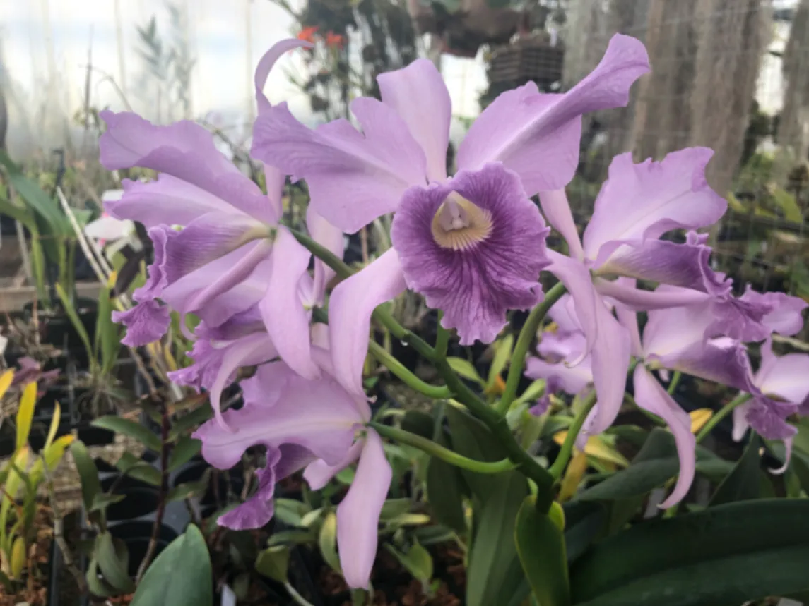 Cattleya maxima by David