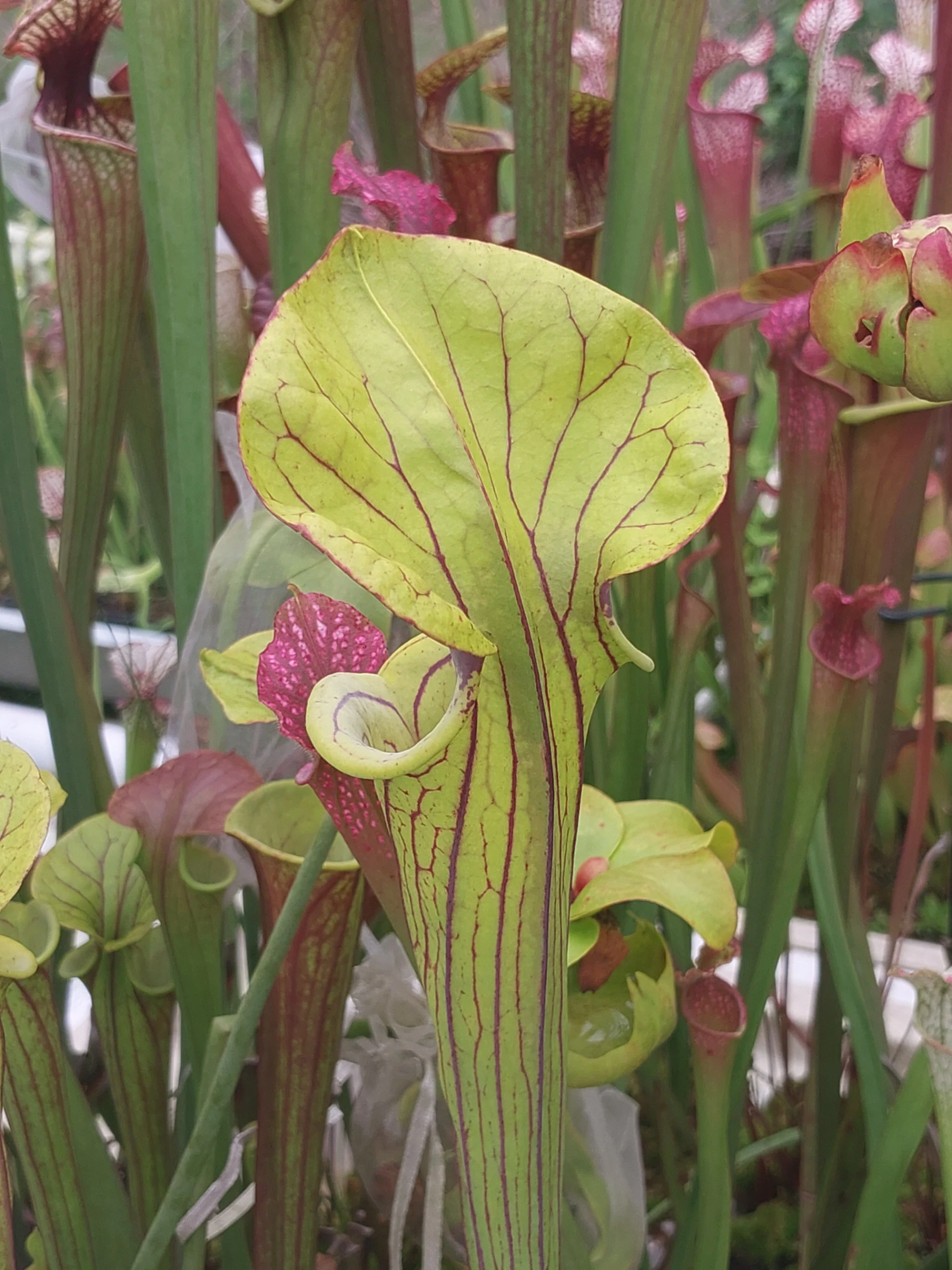 Sarracenia flava 'Phil's Stud' by P_Hill_FL