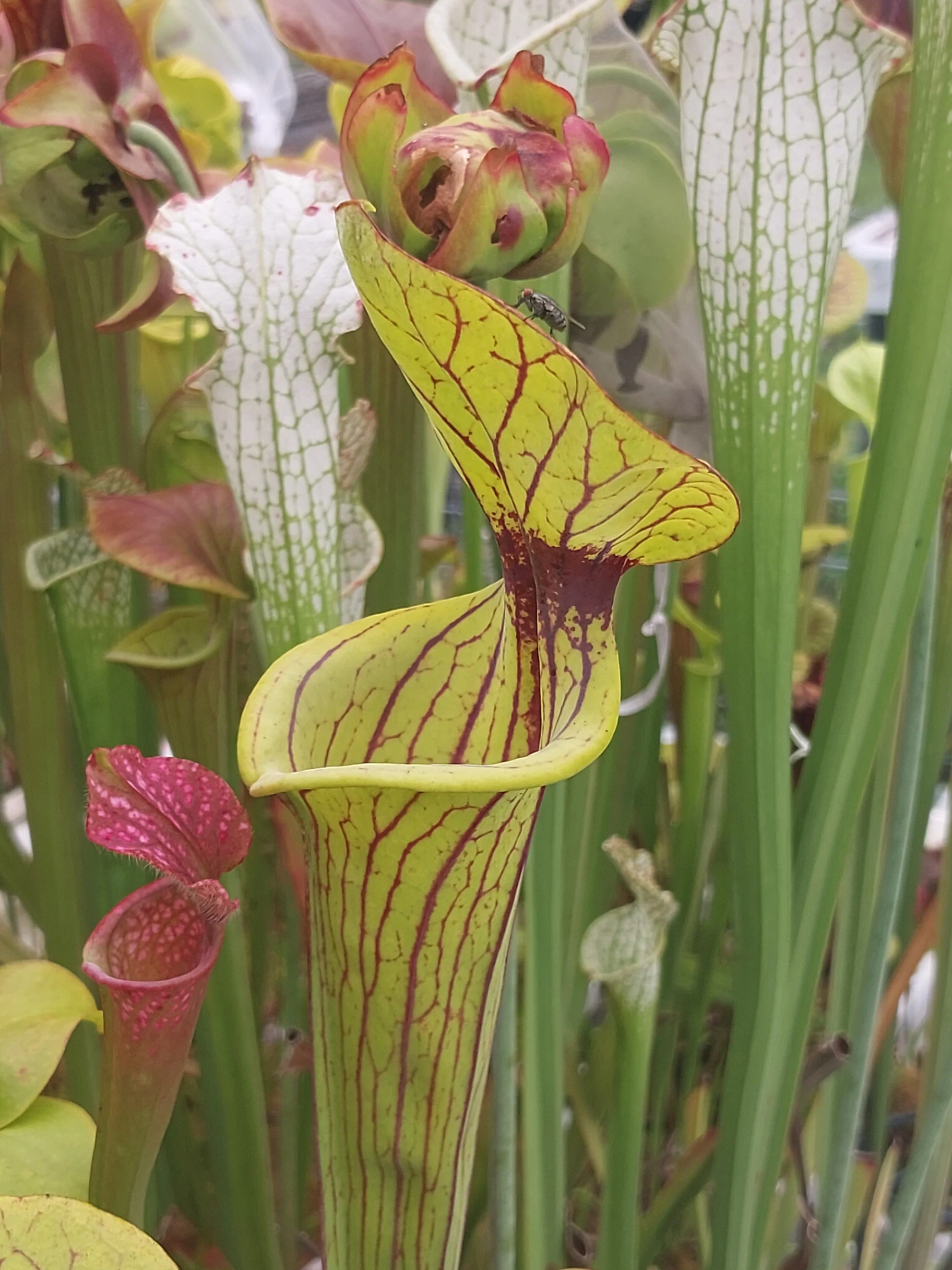 Sarracenia flava 'Phil's Stud' by P_Hill_FL