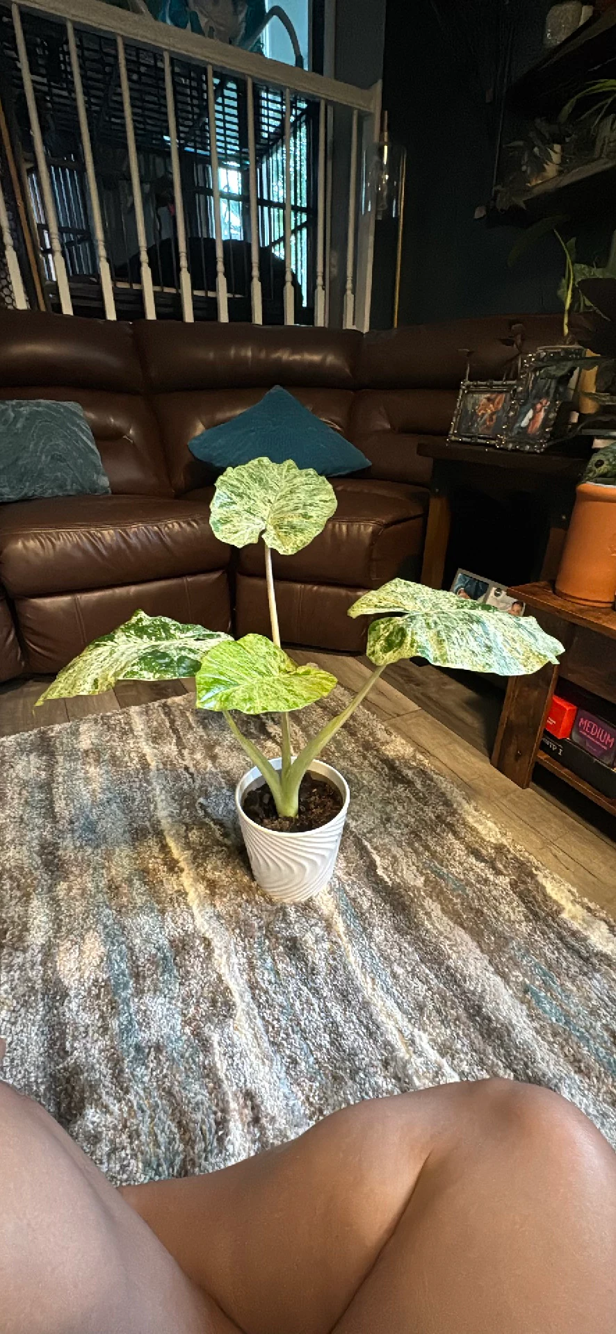 Alocasia odora 'variegata' by Ohtatie