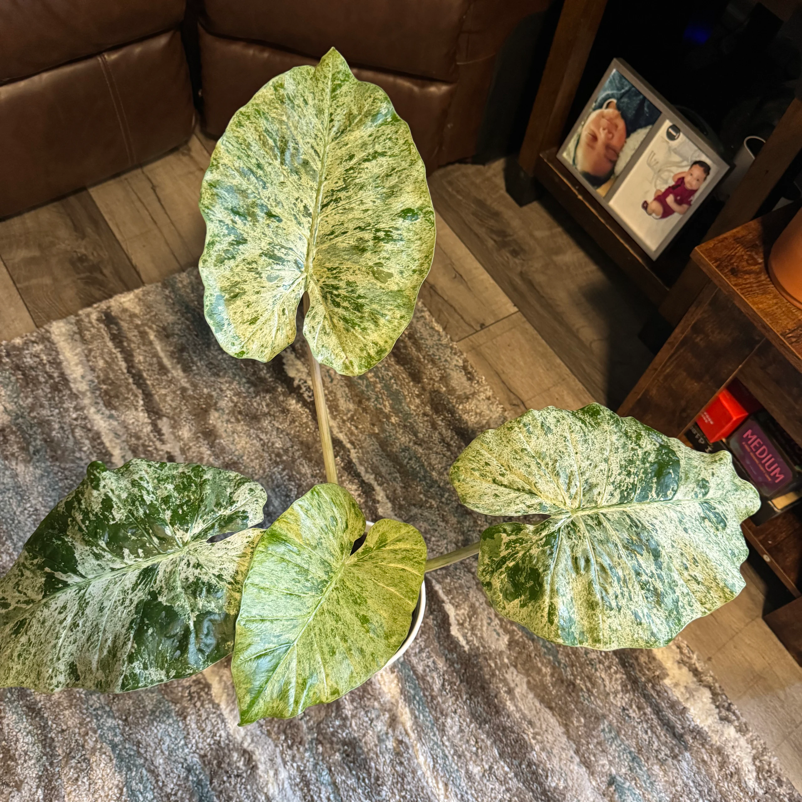 Alocasia odora 'variegata' by Ohtatie