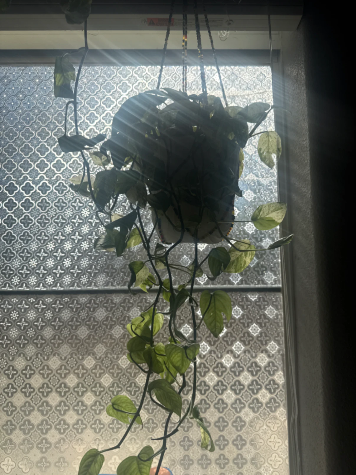 Epipremnum aureum by kkalekas