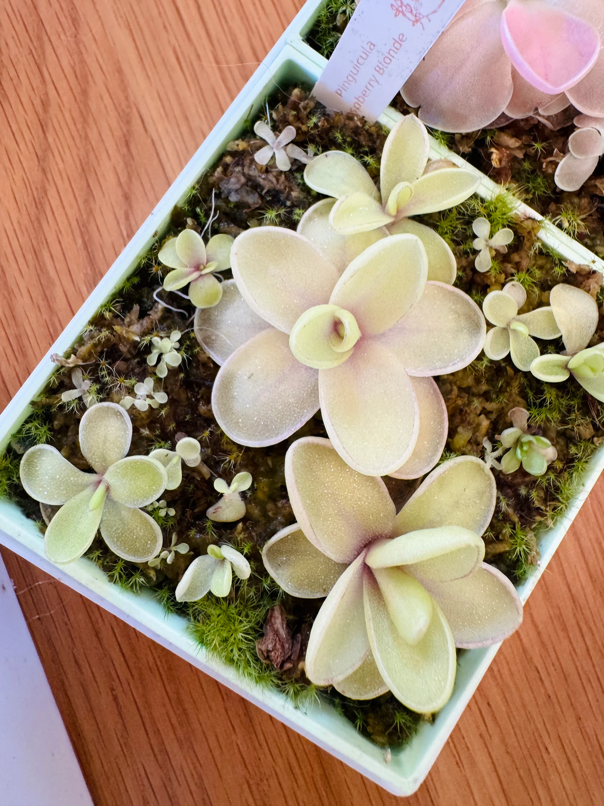 Pinguicula Raspberry Blonde by Labuleaf
