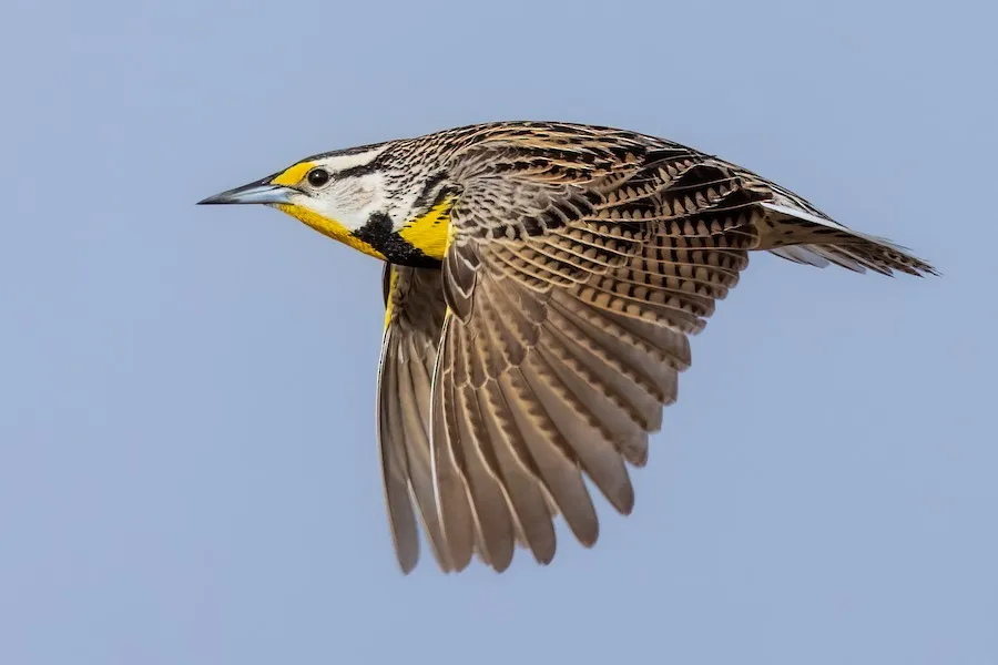 Eastern Meadowlark Sturnella magna by genevieve