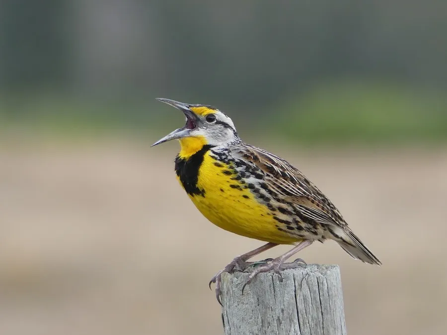 Eastern Meadowlark Sturnella magna by genevieve