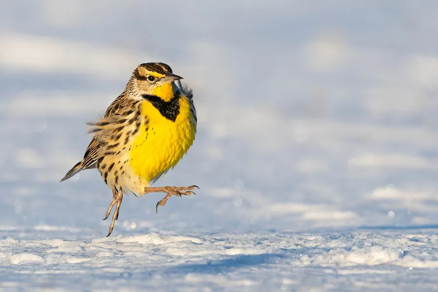 Eastern Meadowlark Sturnella magna by genevieve