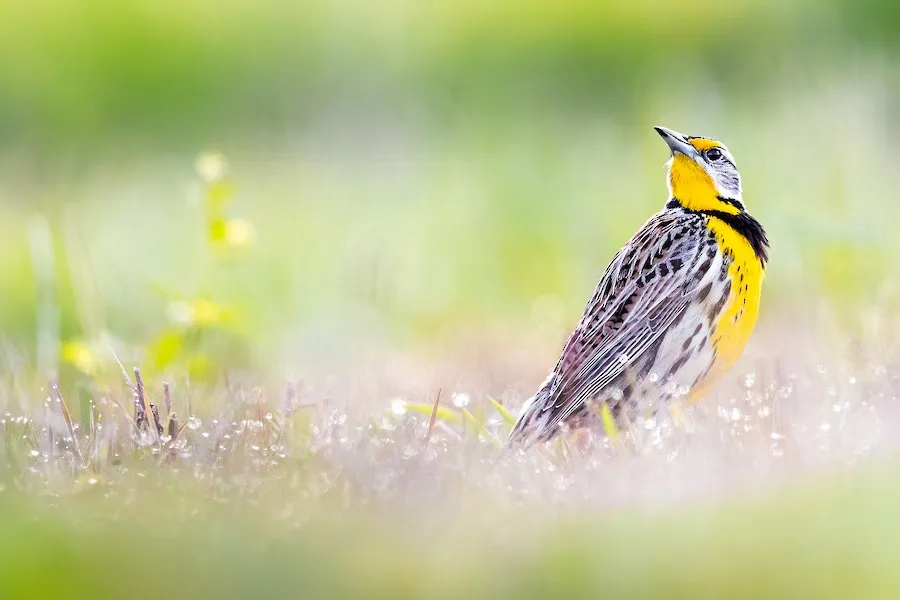 Eastern Meadowlark Sturnella magna by genevieve