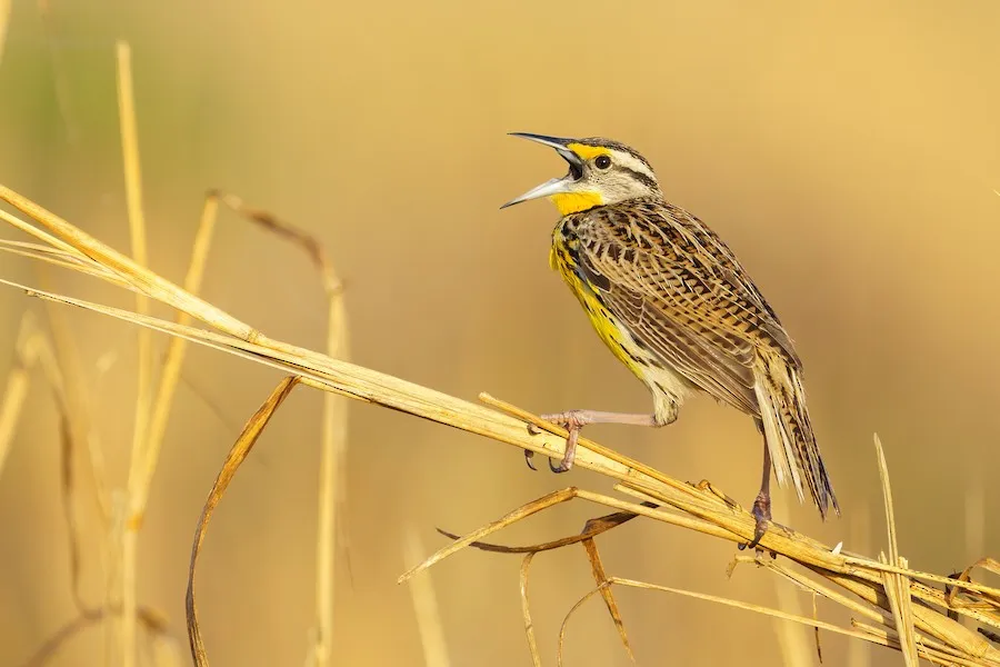 Eastern Meadowlark Sturnella magna by genevieve