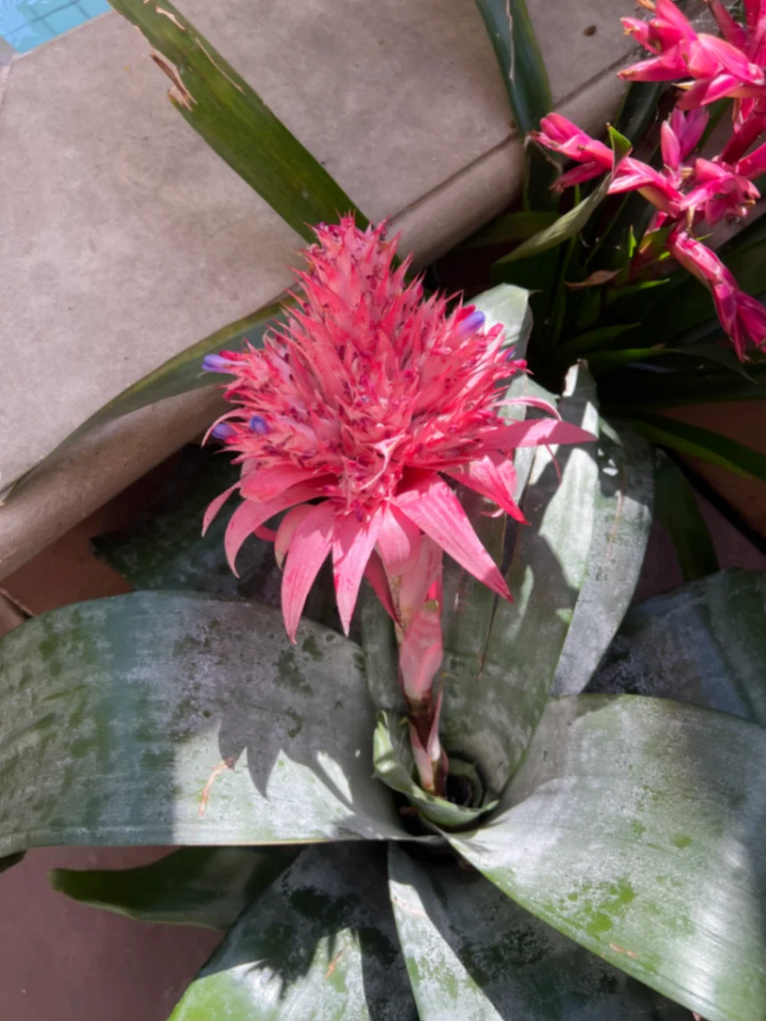 Aechmea fasciata by markymark