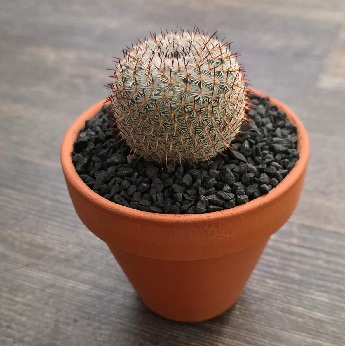 Mammillaria perezdelarosae by RoyalAlchemy