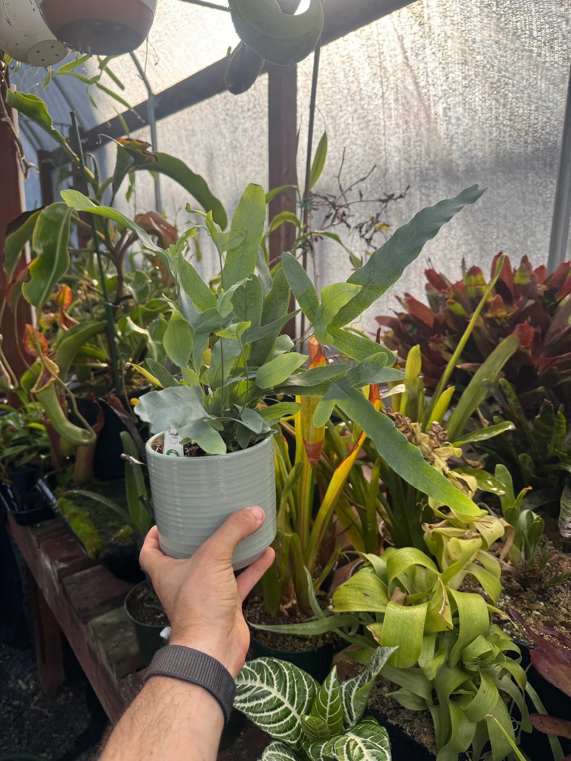 Phlebodium aureum 'Blue Star' by David