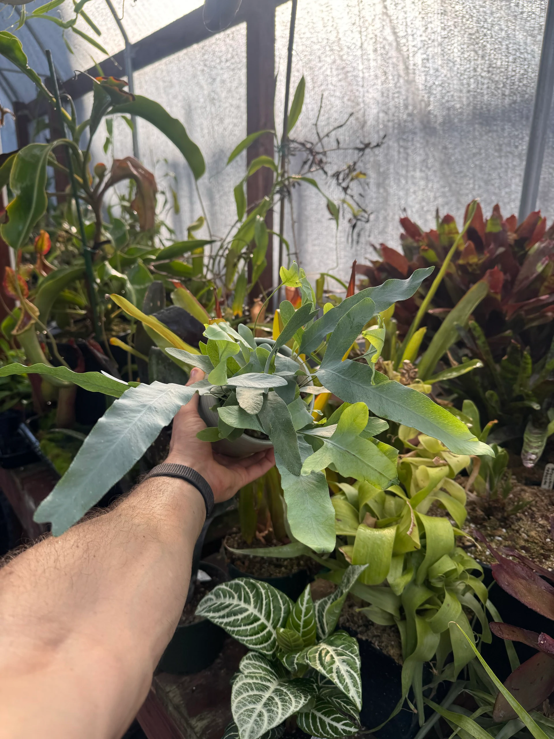 Phlebodium aureum 'Blue Star' by David