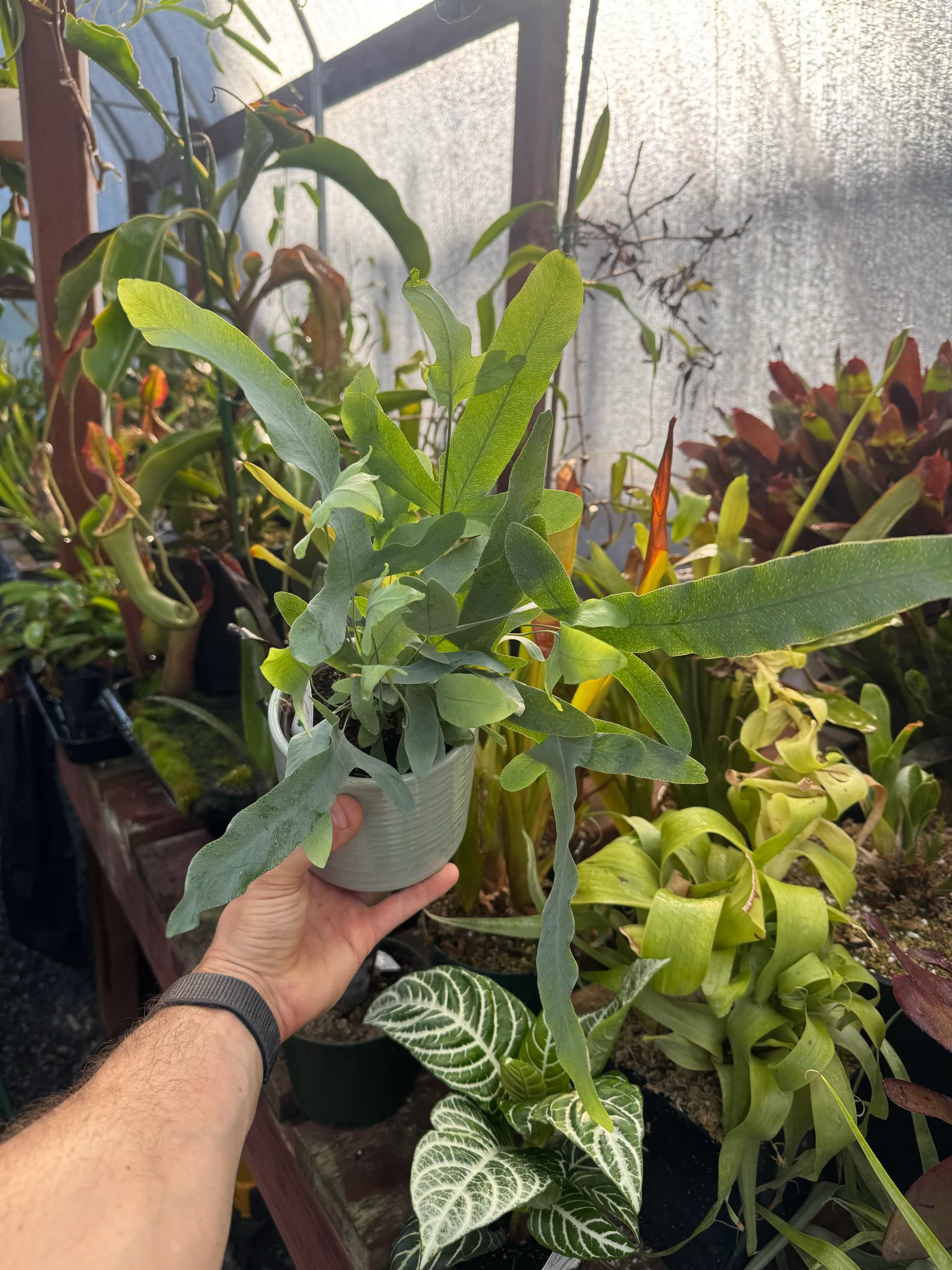 Phlebodium aureum 'Blue Star' by David