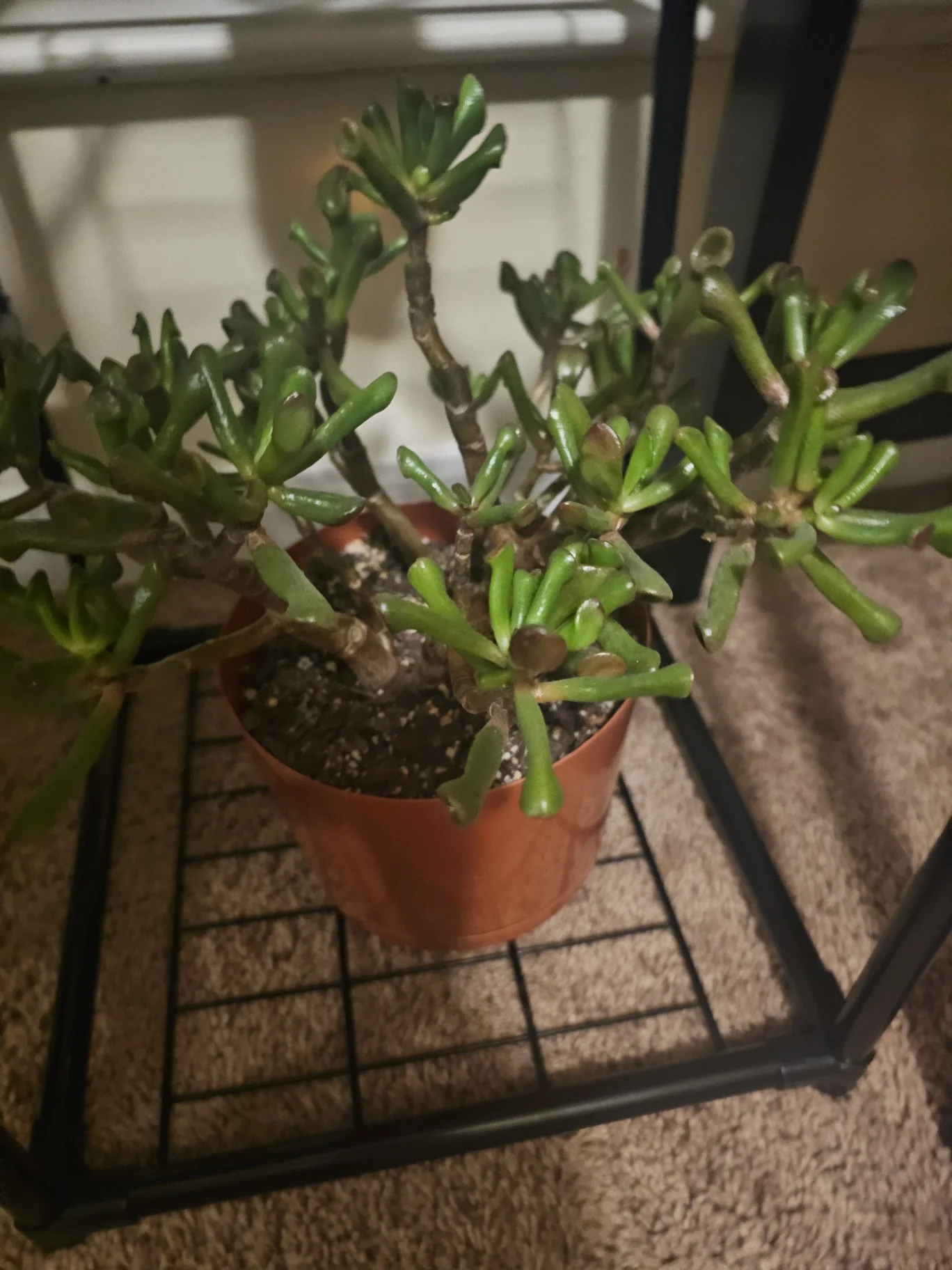 Crassula ovata 'Gollum' by Mslatinatx73