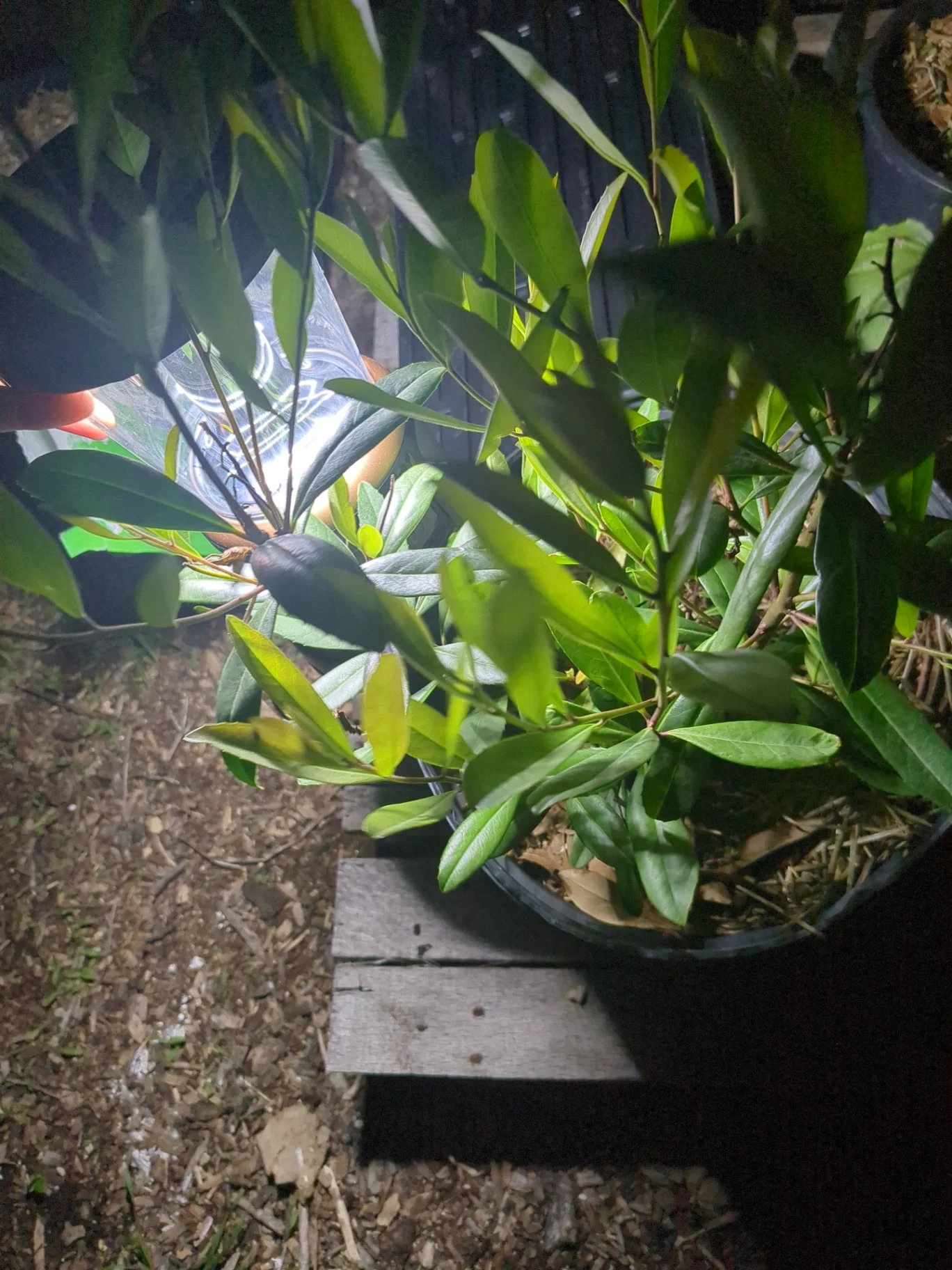 Yerba Mate by MyUrbanGarden