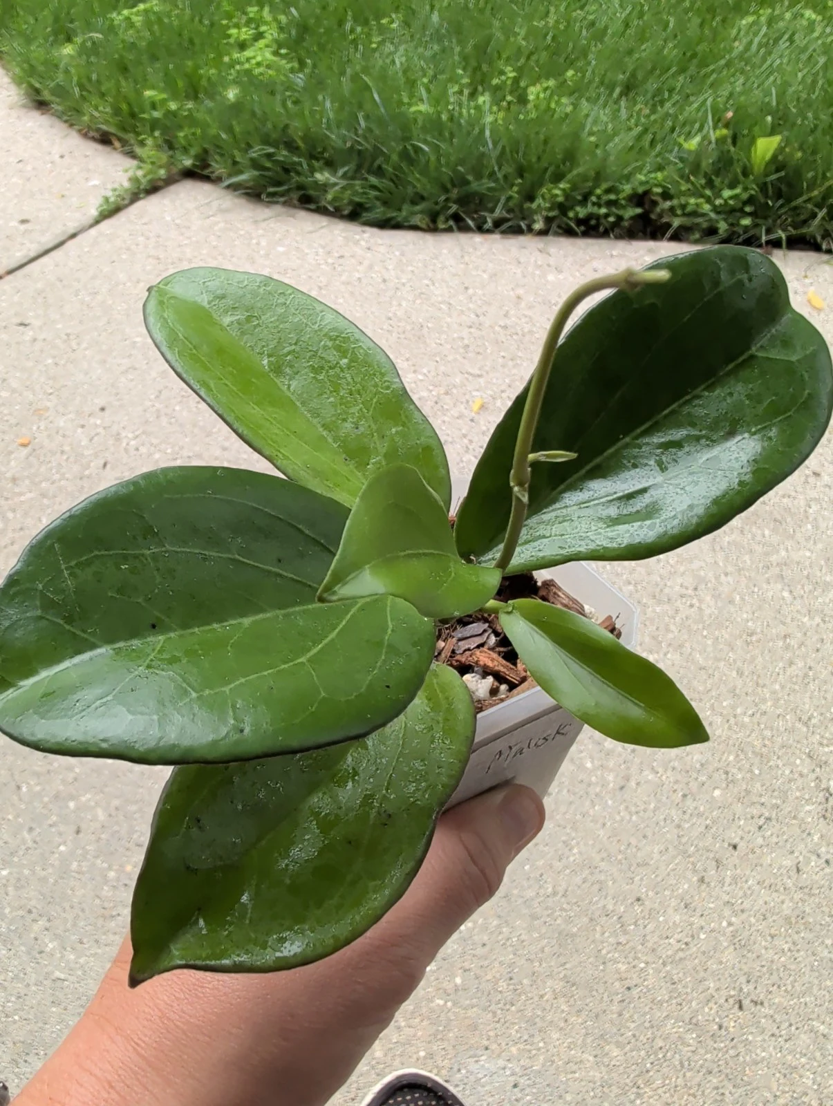 Hoya Maliski by meg
