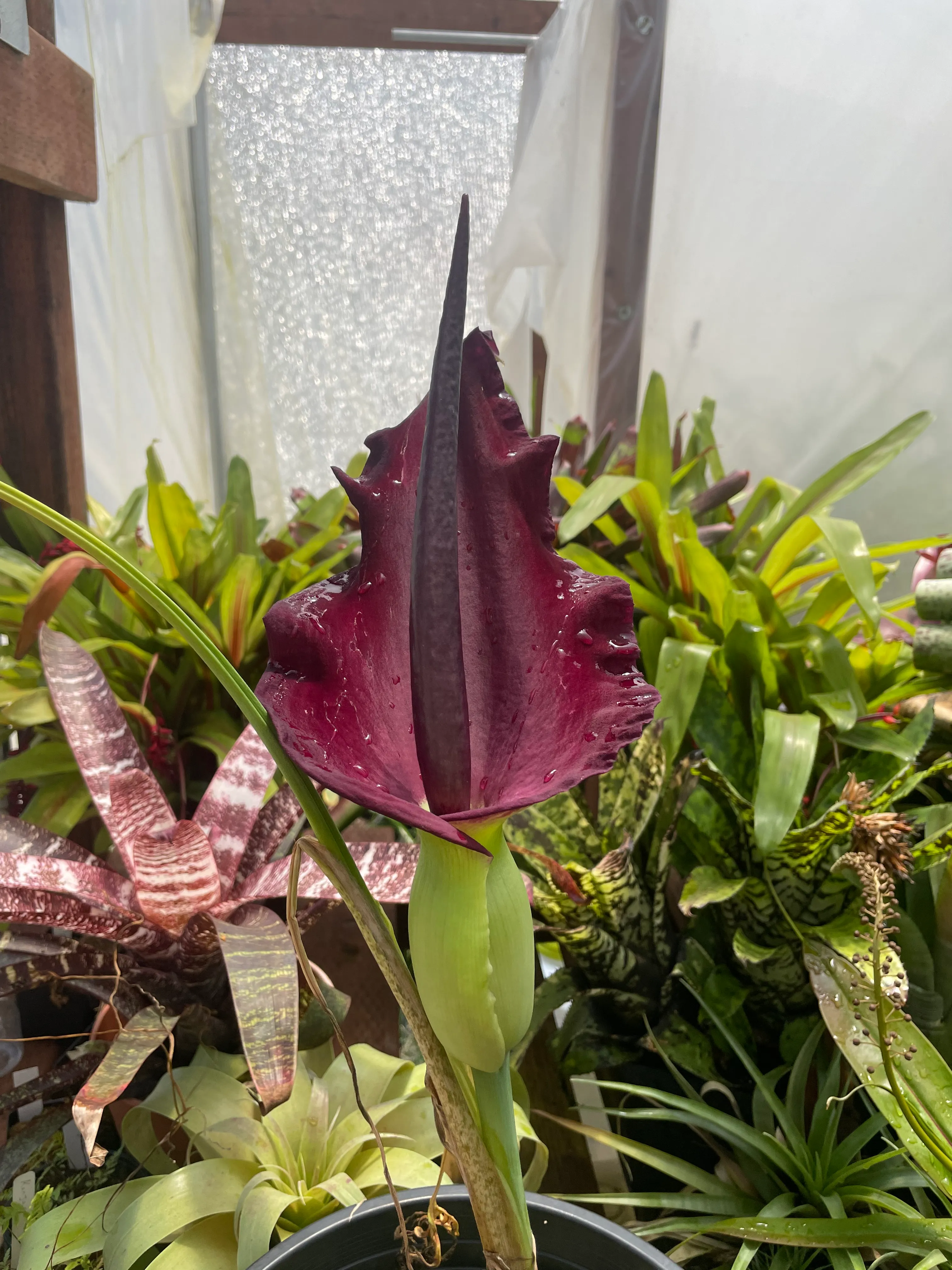 Dracunculus vulgaris by David