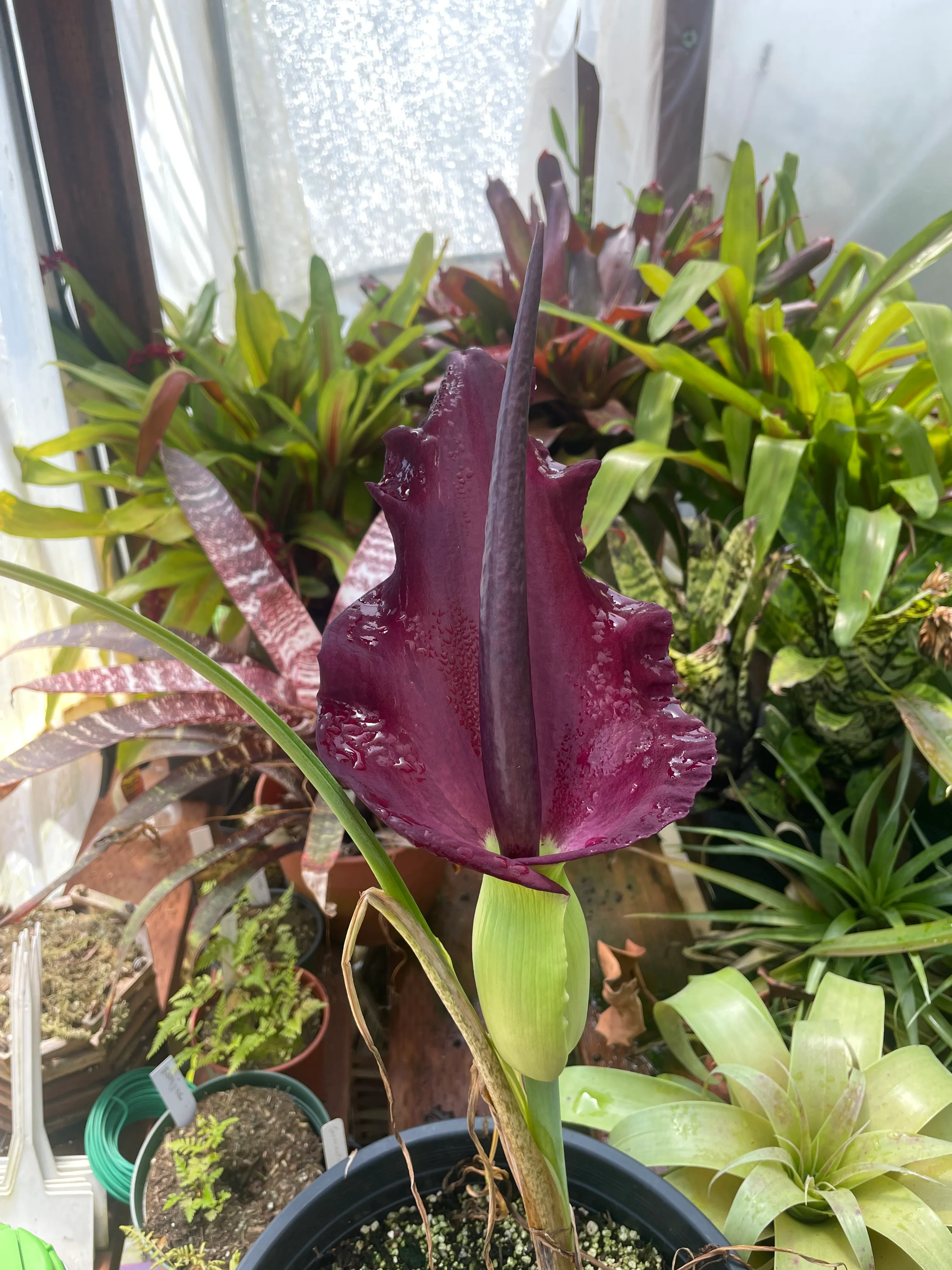 Dracunculus vulgaris by David