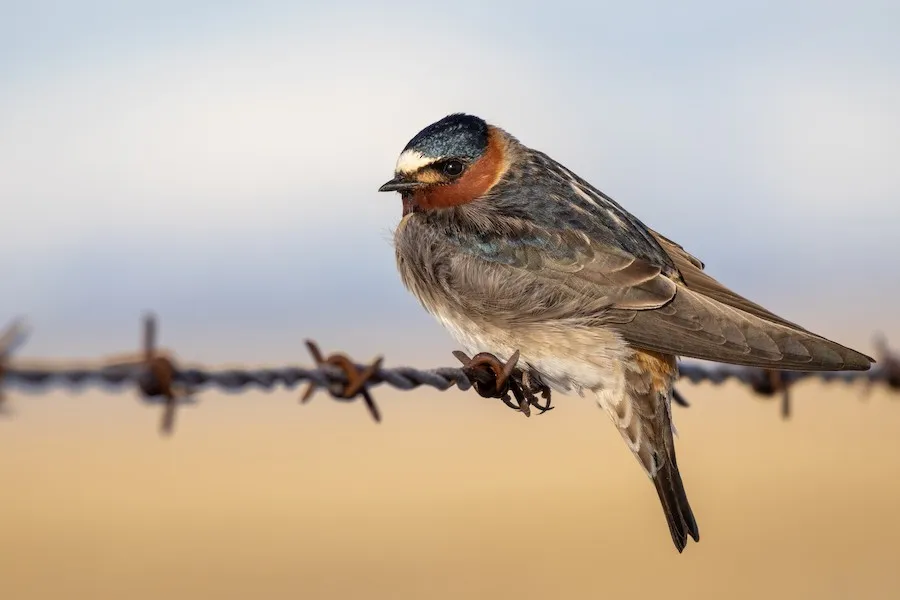 Cliff Swallow Petrochelidon pyrrhonota by genevieve