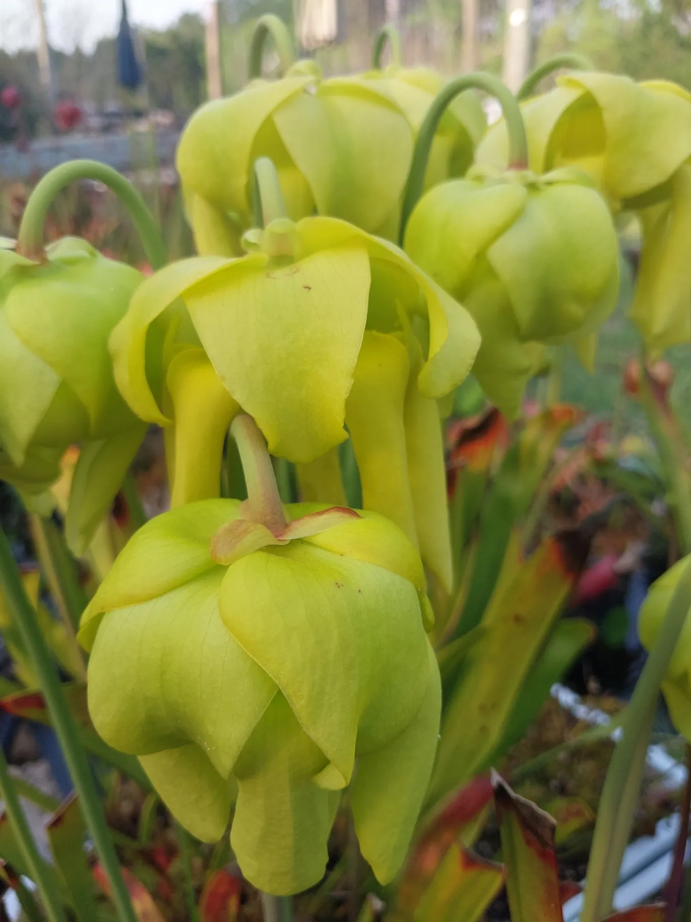 Sarracenia flava 'Cook's Bayou 'Red'' by P_Hill_FL