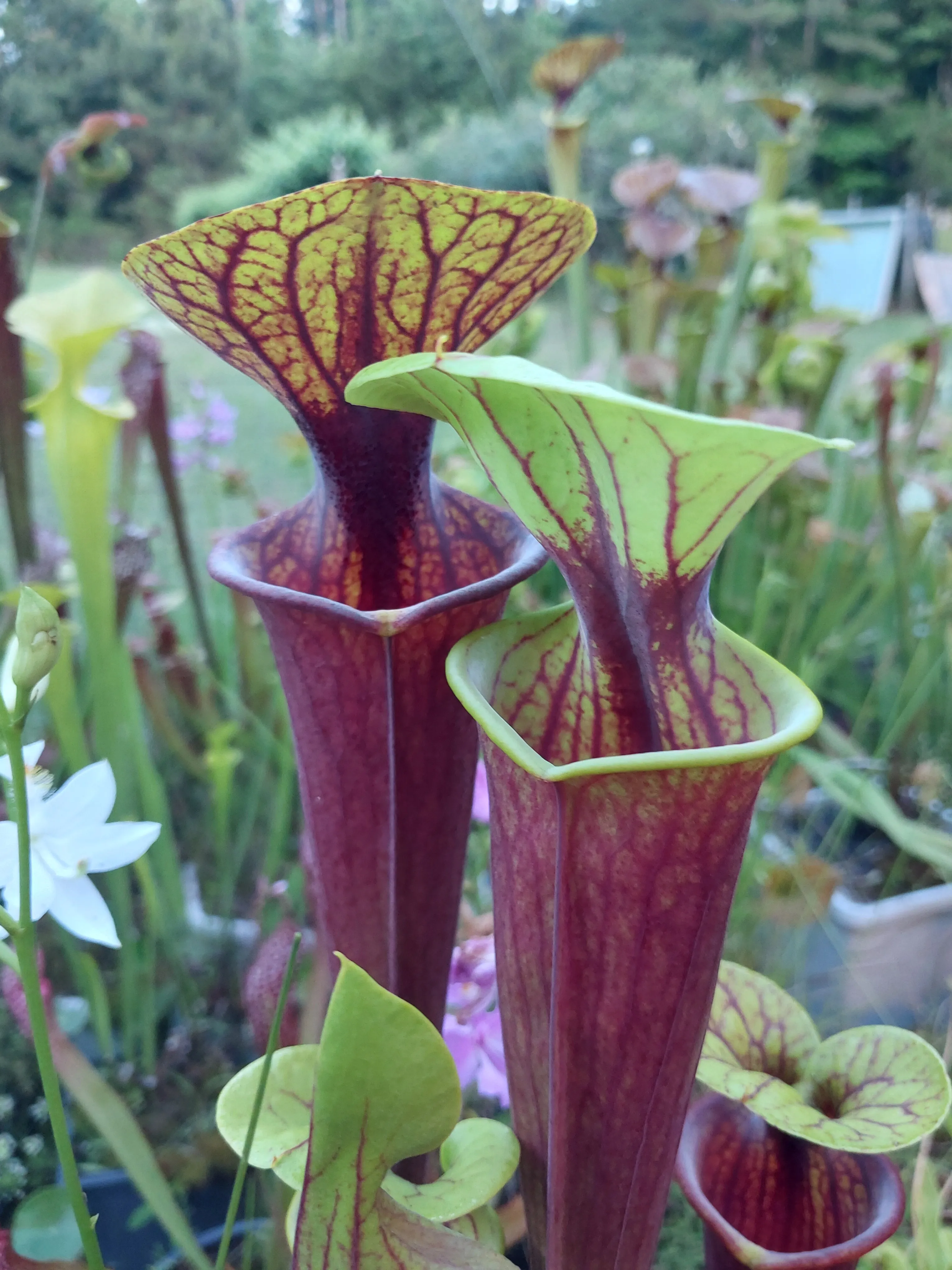 Sarracenia flava 'Cook's Bayou 'Red'' by P_Hill_FL