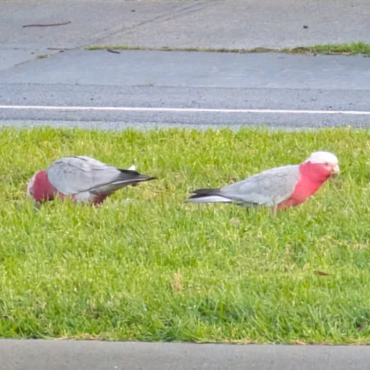 Galah Eolophus roseicapilla by Freckles