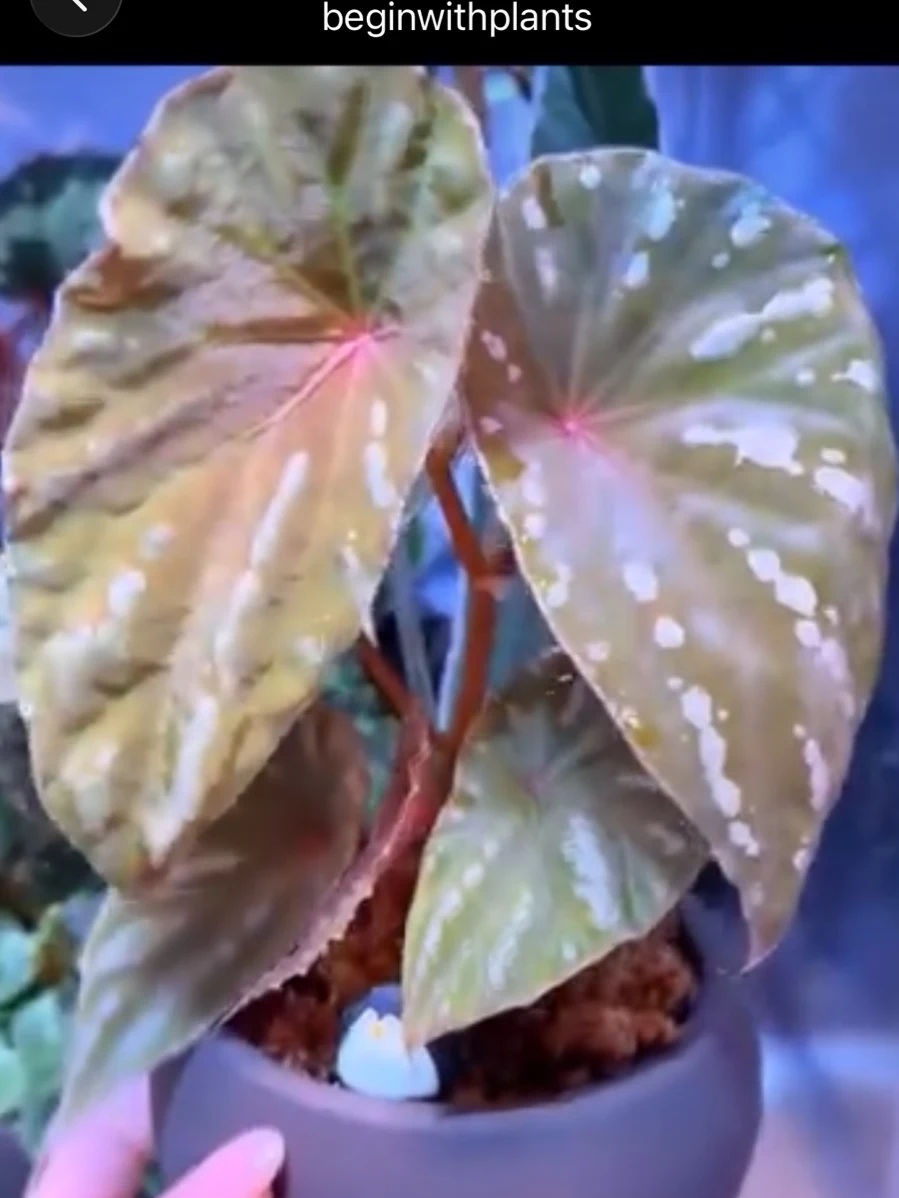 Begonia cf. baramensis by NashvilleNDP