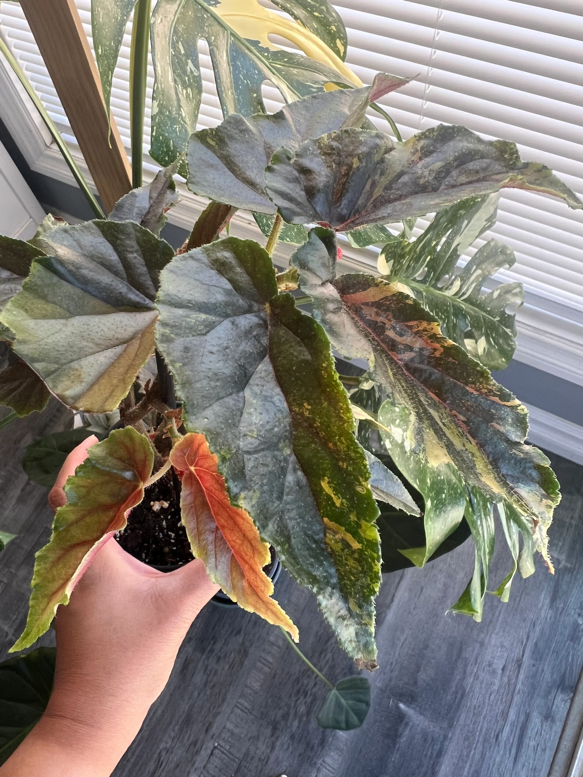 Begonia ginny 'Ginny' by alohamora