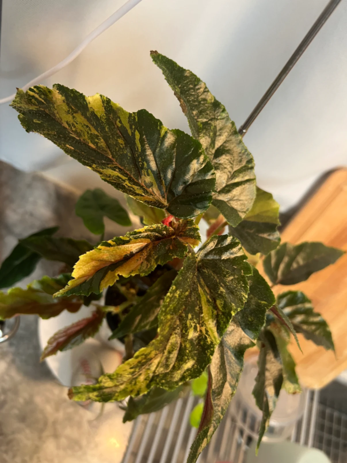 Begonia ginny 'Ginny' by alohamora
