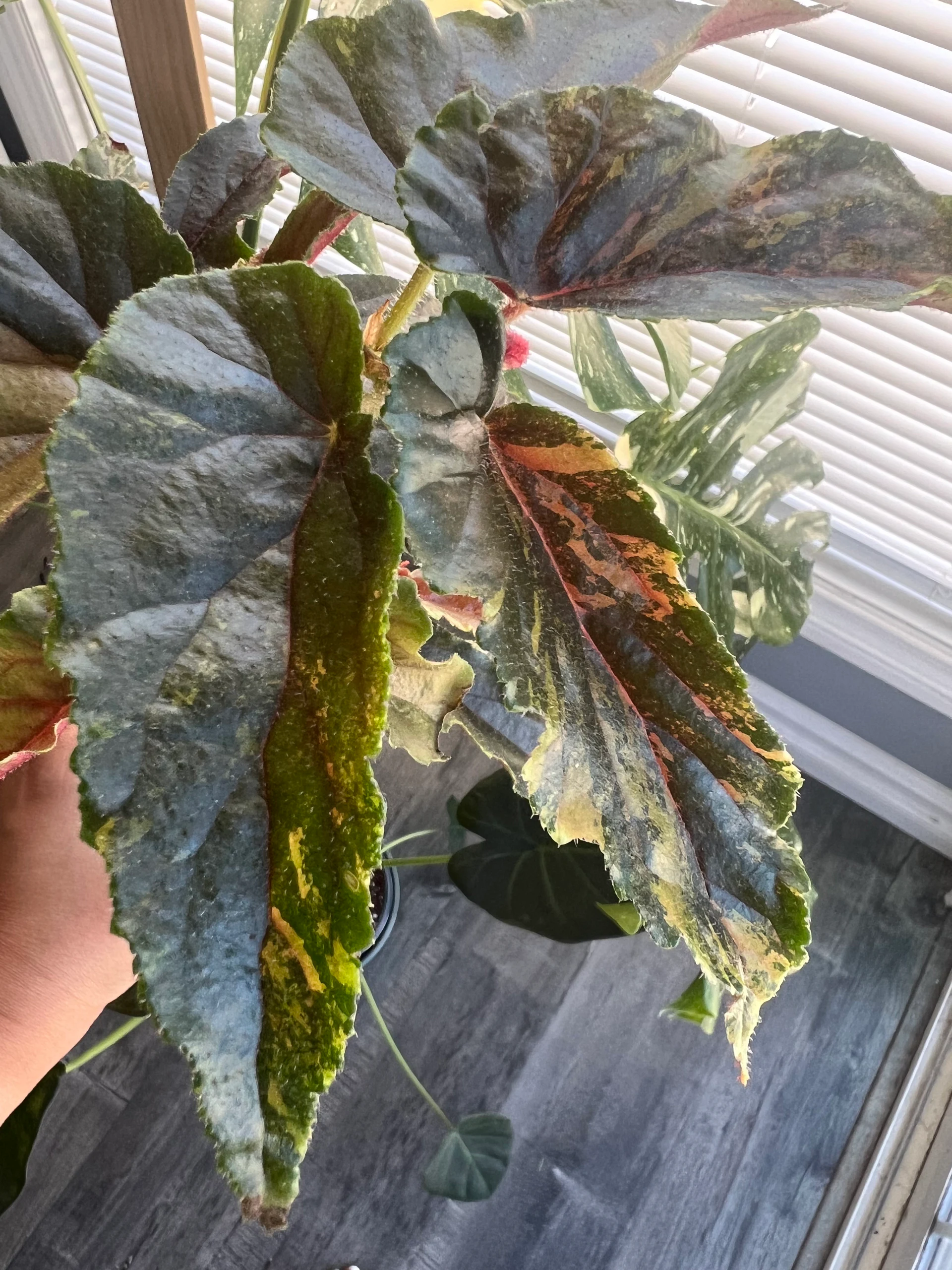 Begonia ginny 'Ginny' by alohamora