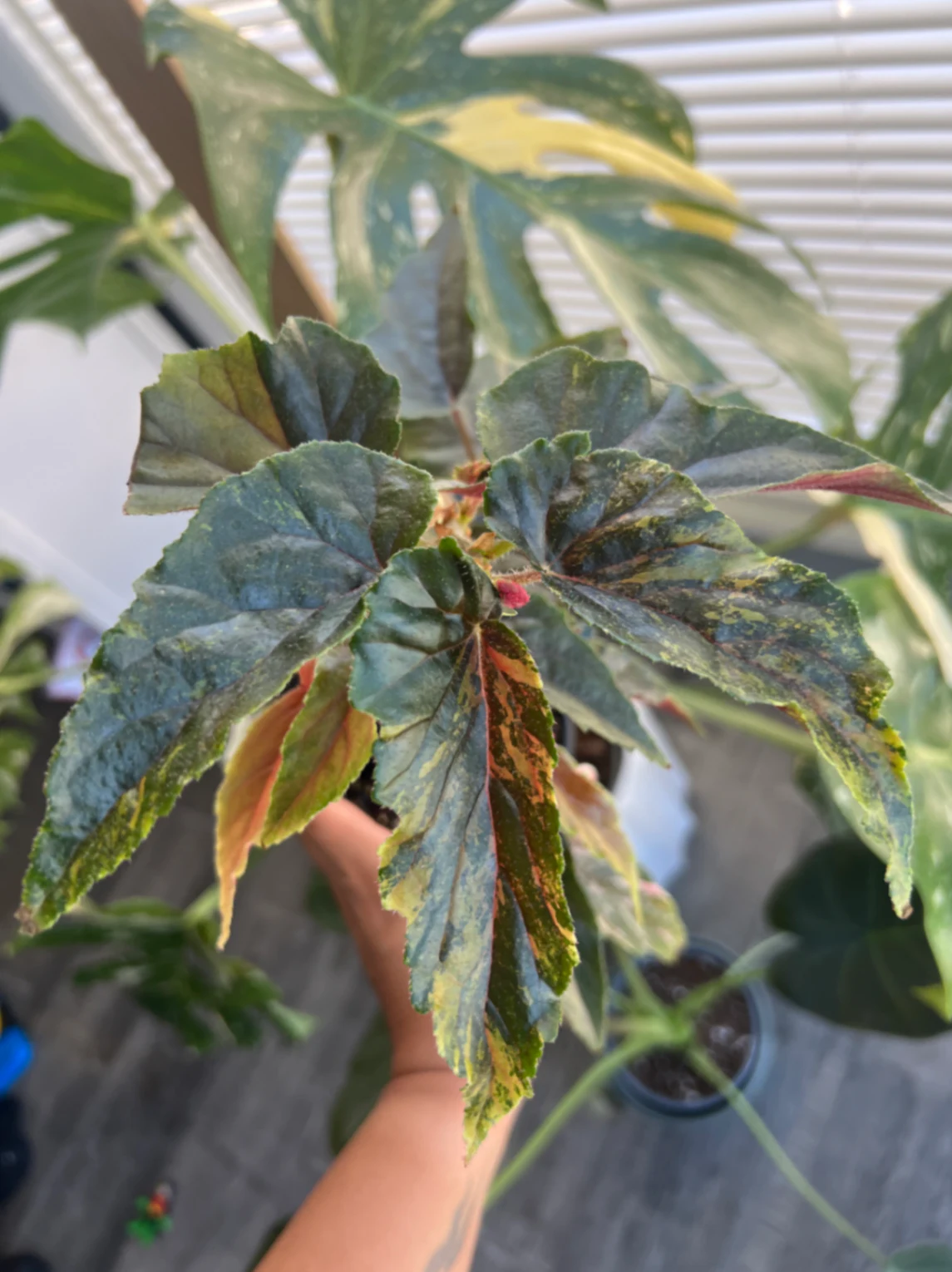 Begonia ginny 'Ginny' by alohamora