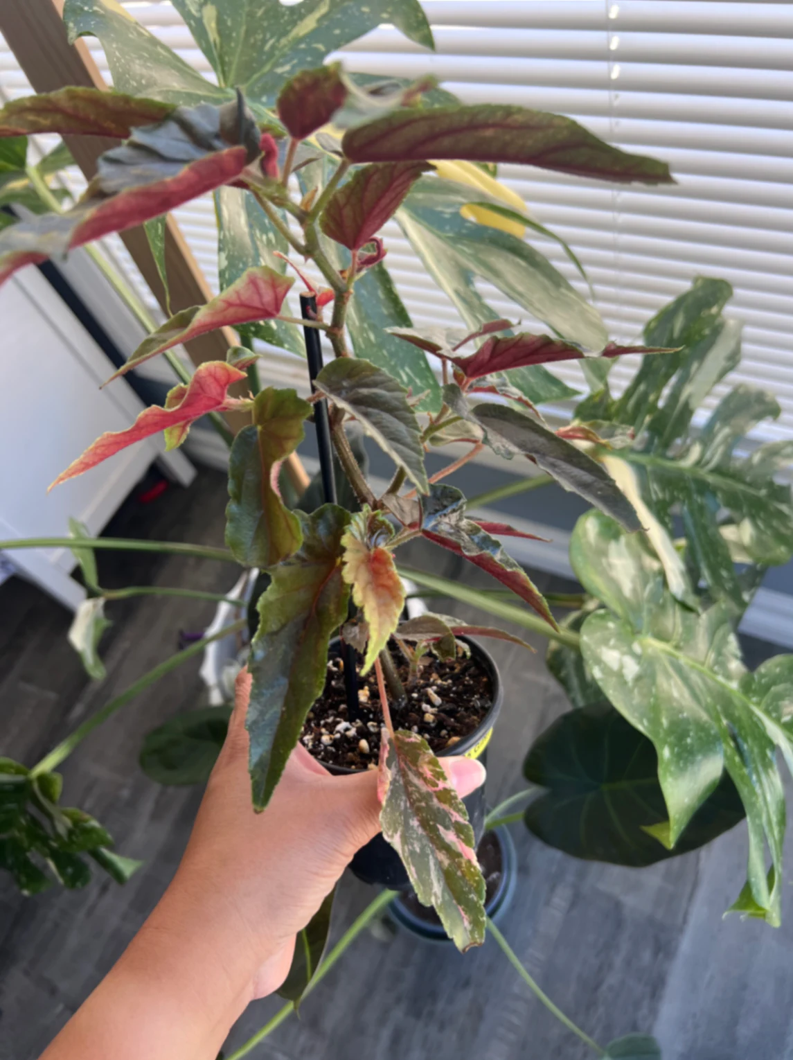 Begonia ginny 'Ginny' by alohamora
