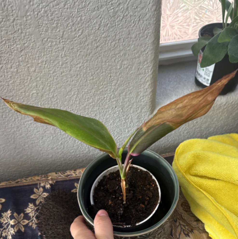 Stromanthe thalia 'Triostar' by kkalekas
