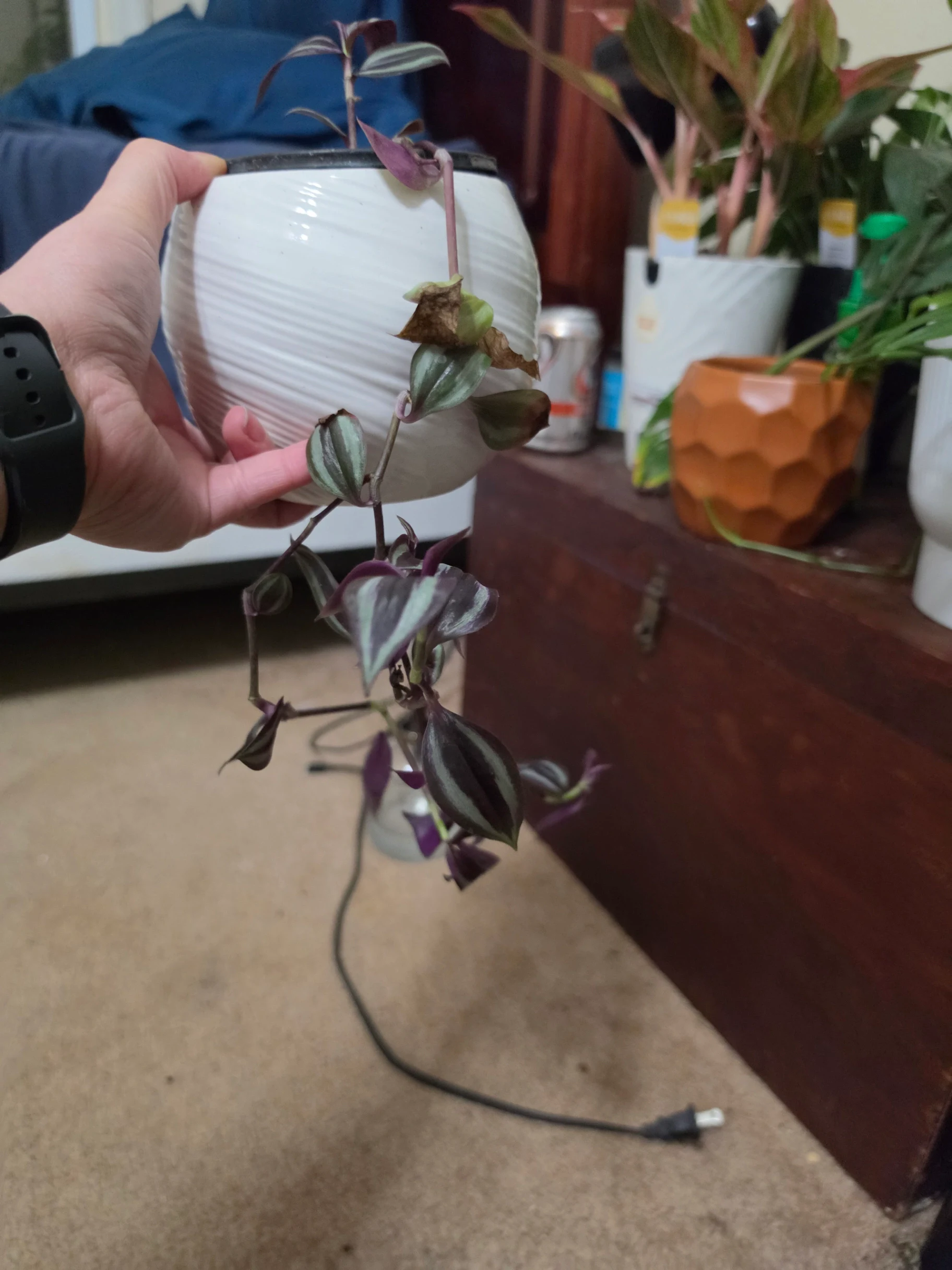 Tradescantia by Lilith