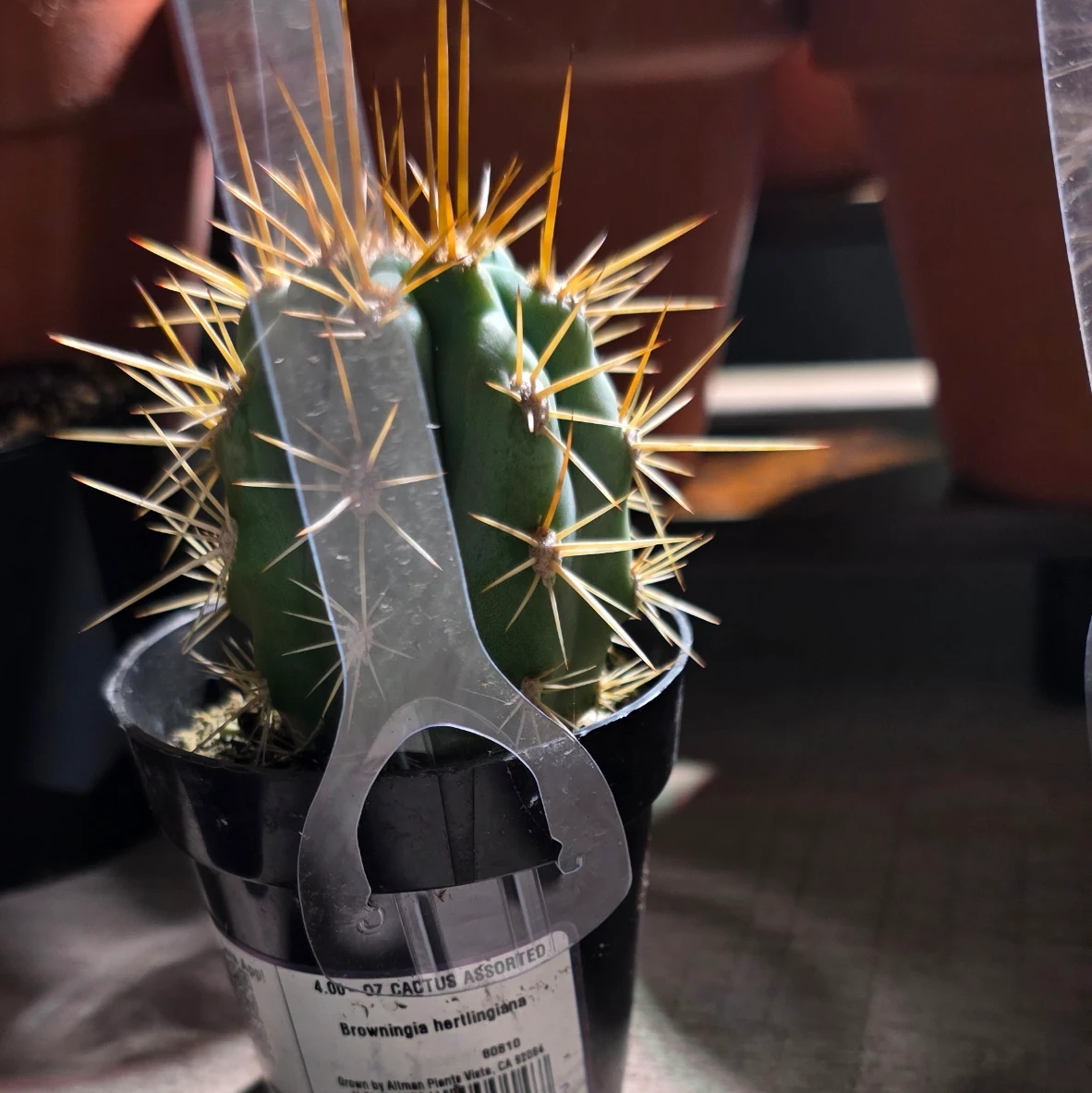 Browningia hertlingiana by RoyalAlchemy