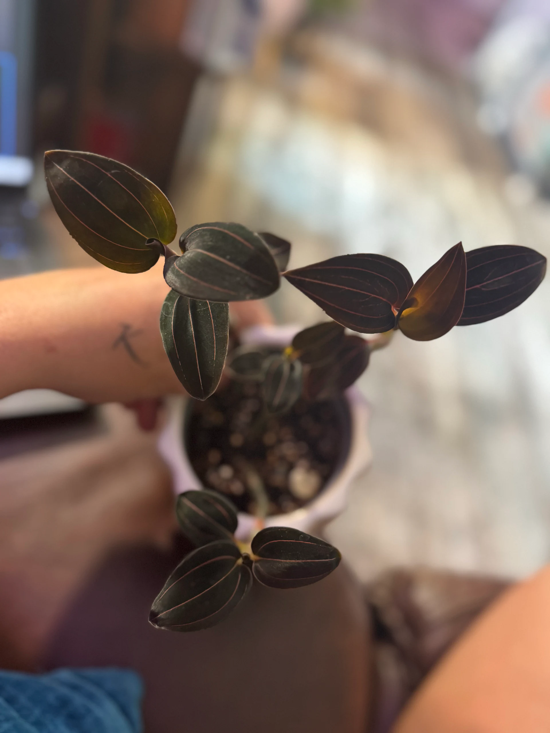 Ludisia (group) by Ohtatie