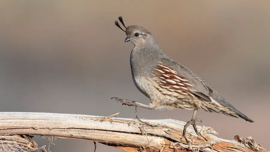 Gambel's Quail Callipepla gambelii by genevieve