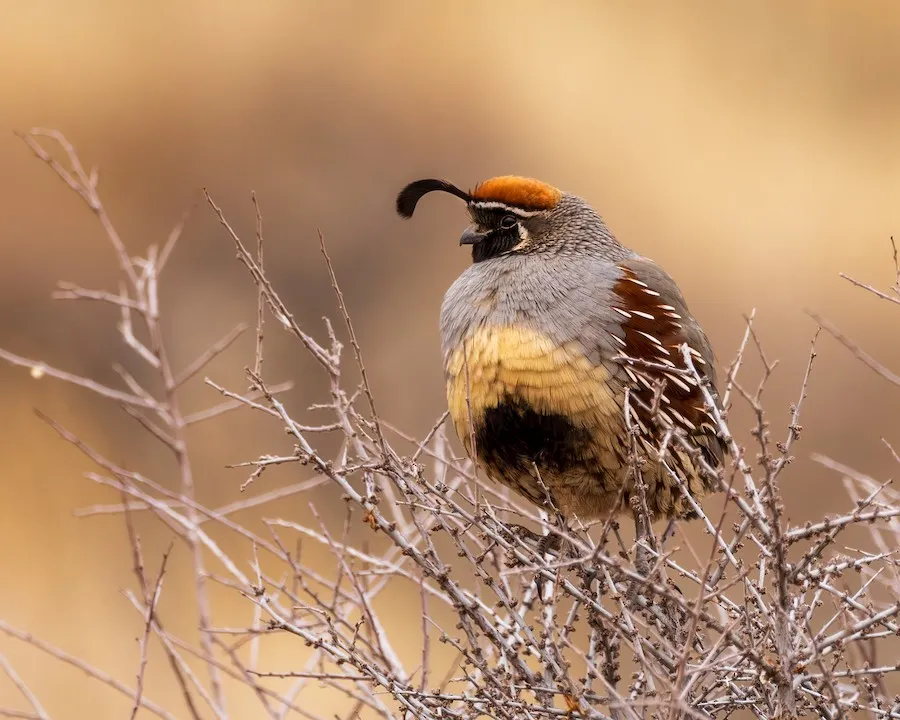 Gambel's Quail Callipepla gambelii by genevieve