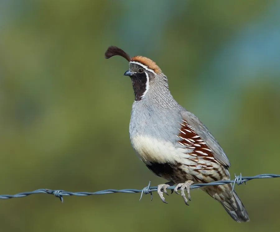 Gambel's Quail Callipepla gambelii by genevieve