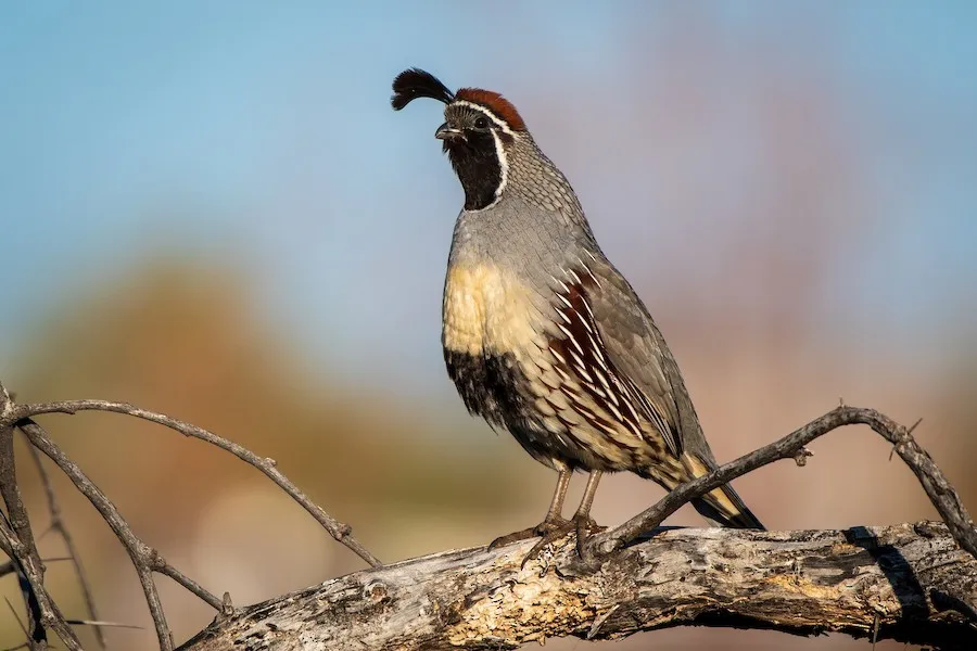 Gambel's Quail Callipepla gambelii by genevieve