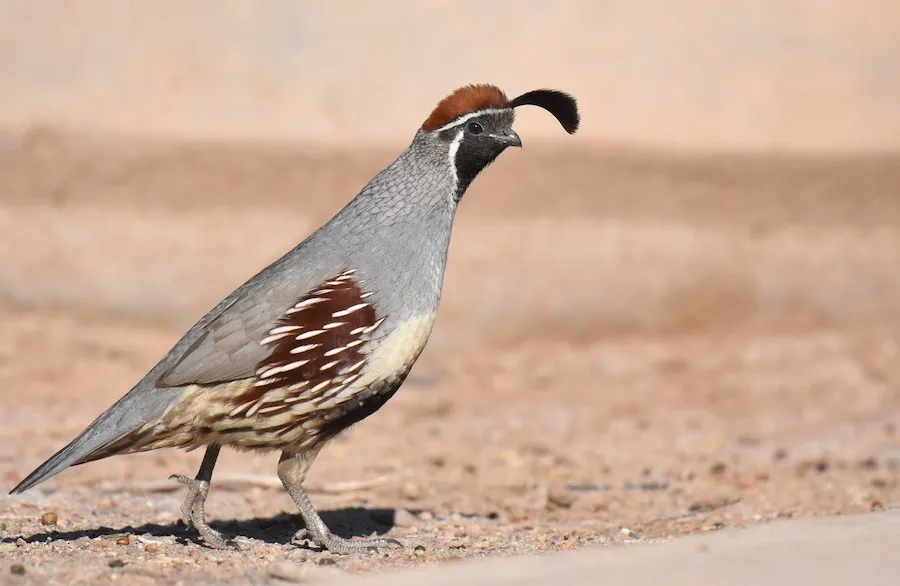 Gambel's Quail Callipepla gambelii by genevieve