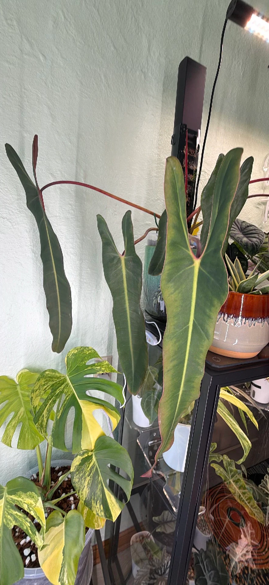 Philodendron Spiritus Sancti 'Spiritus Sancti' by ButtRainbow