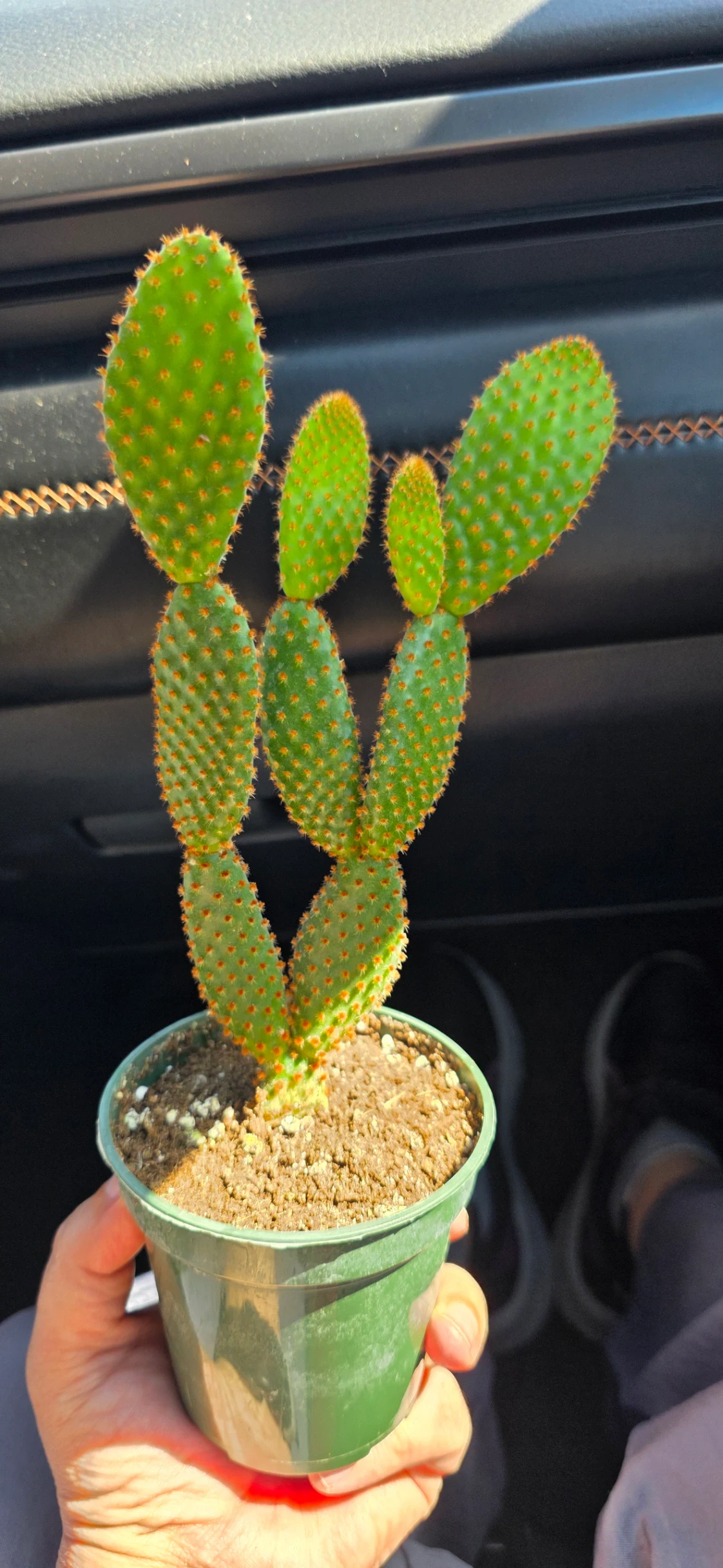 Opuntia microdasys by RoyalAlchemy
