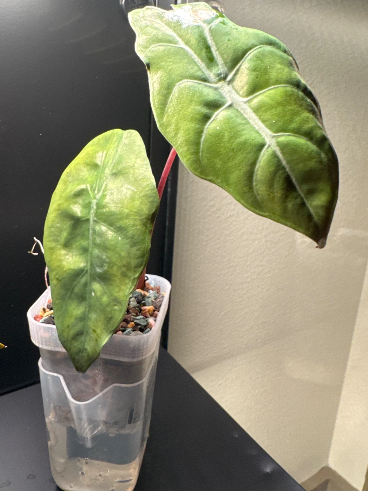 Alocasia cuprea 'Red Secret' by Zharia