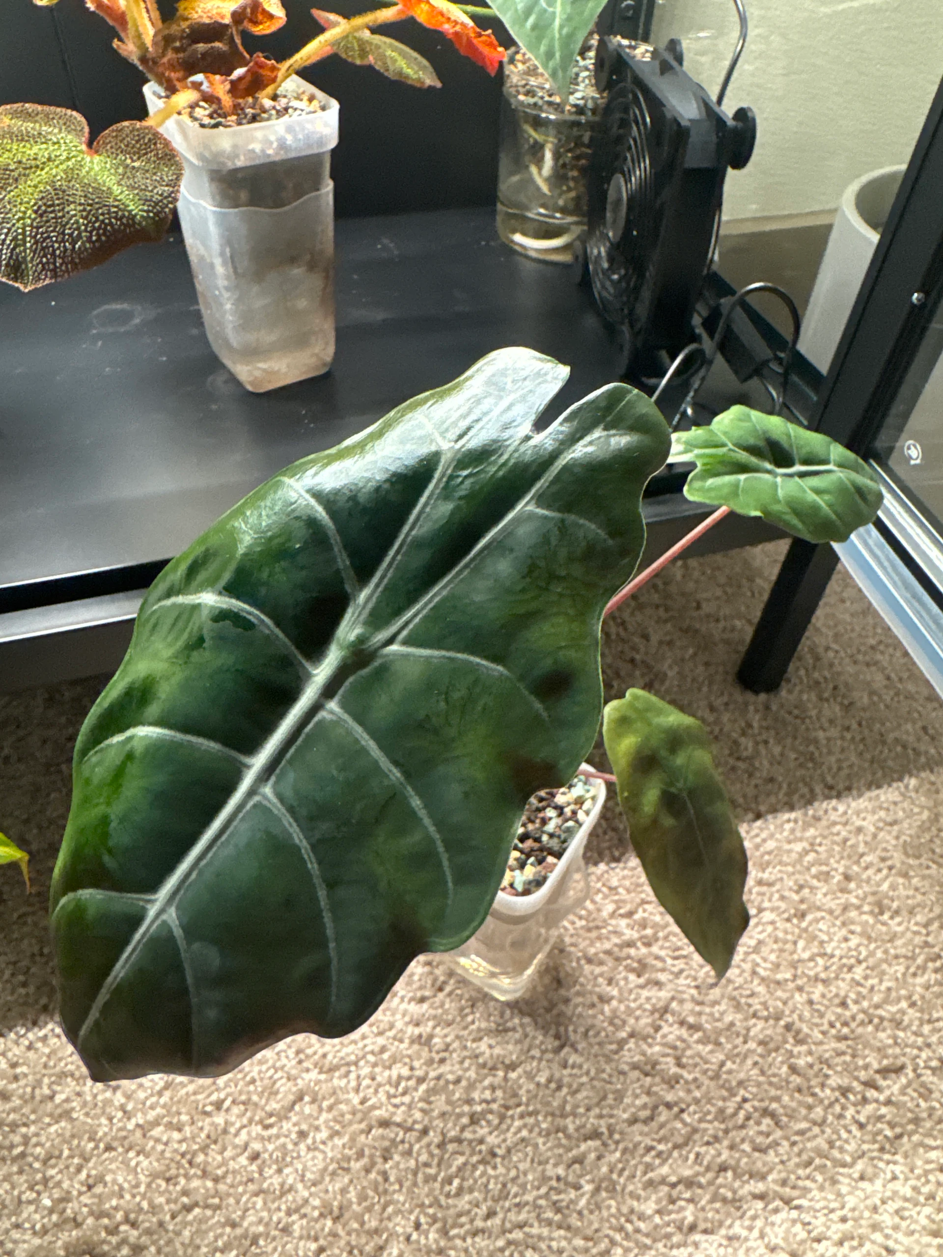 Alocasia cuprea 'Red Secret' by Zharia