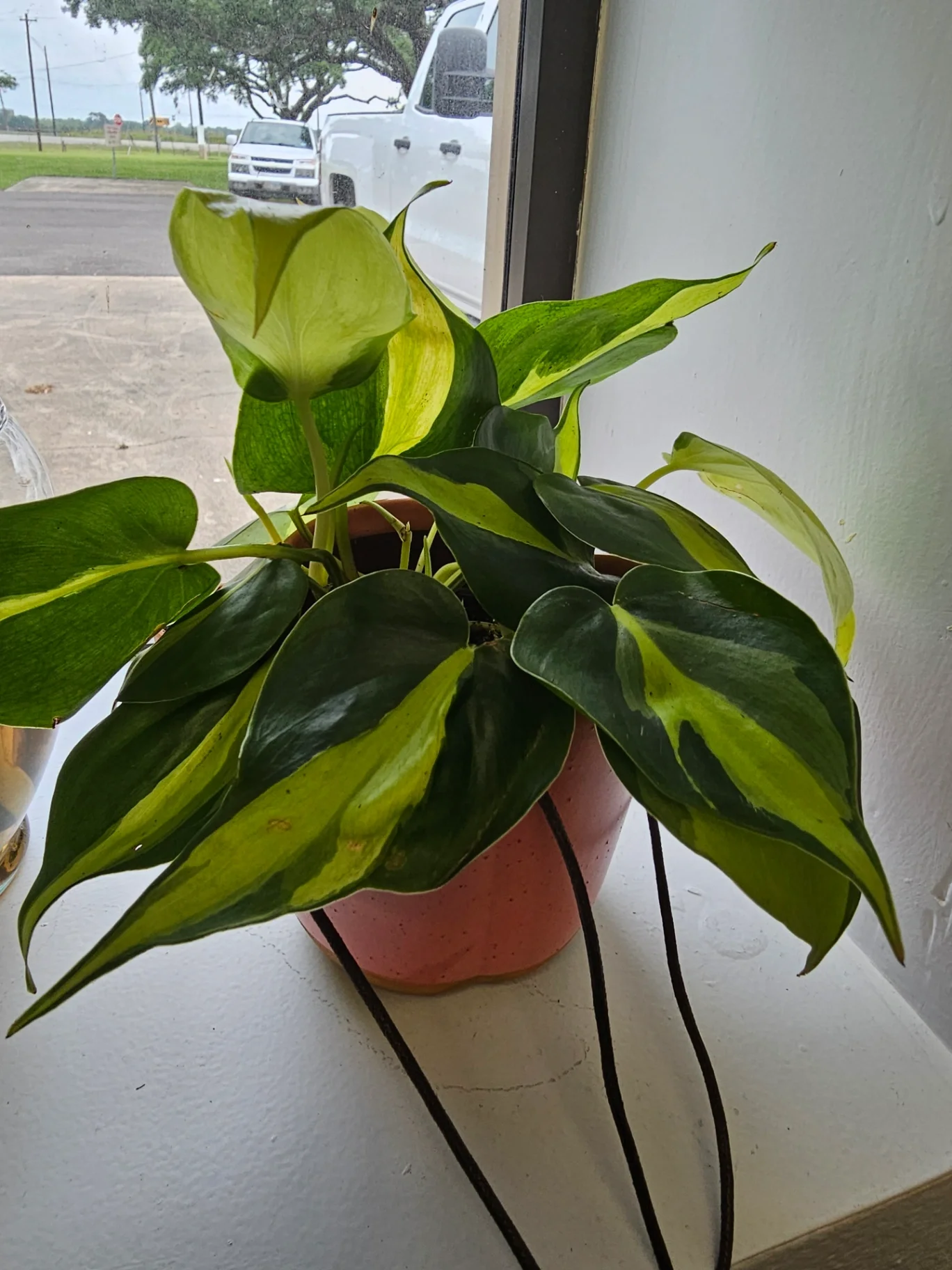 Philodendron hederaceum 'Brasil' by Mslatinatx73