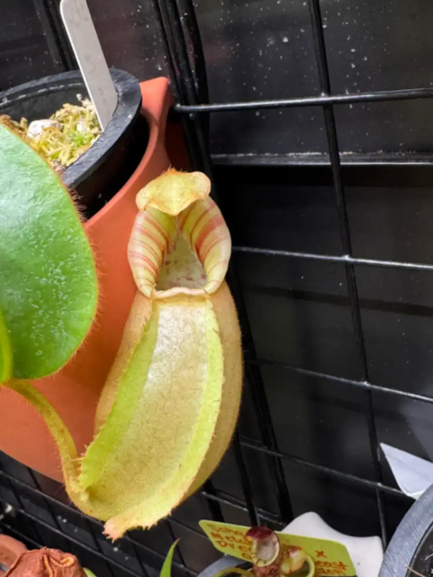 Nepenthes Veitchii 'BE-3734' by LushGrows