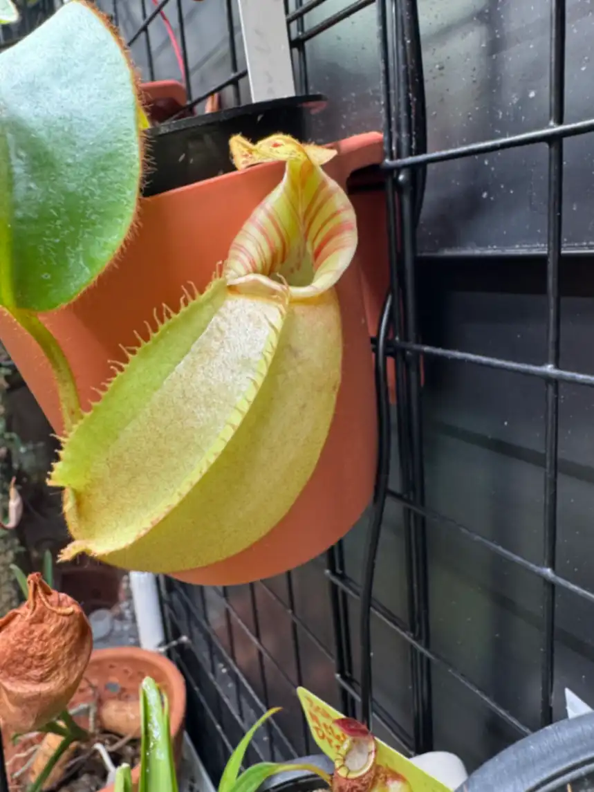 Nepenthes Veitchii 'BE-3734' by LushGrows