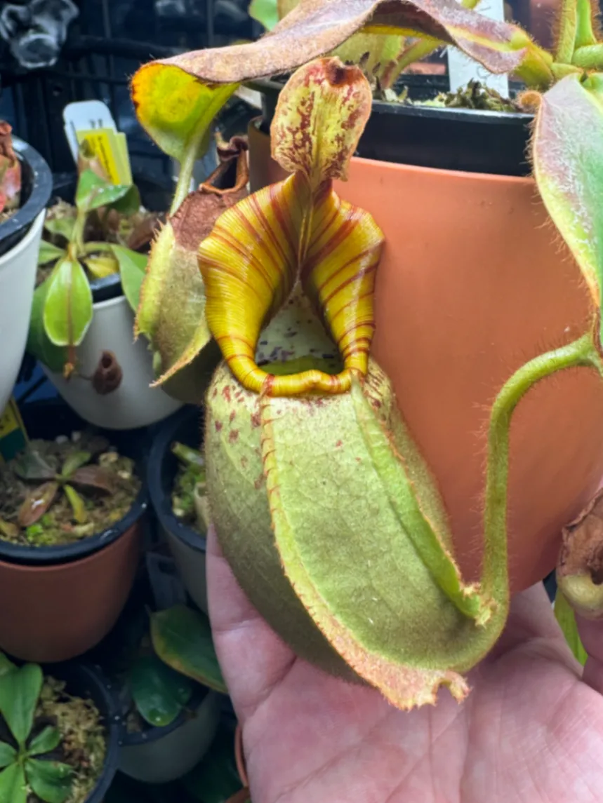 Nepenthes Veitchii 'BE-3734' by LushGrows