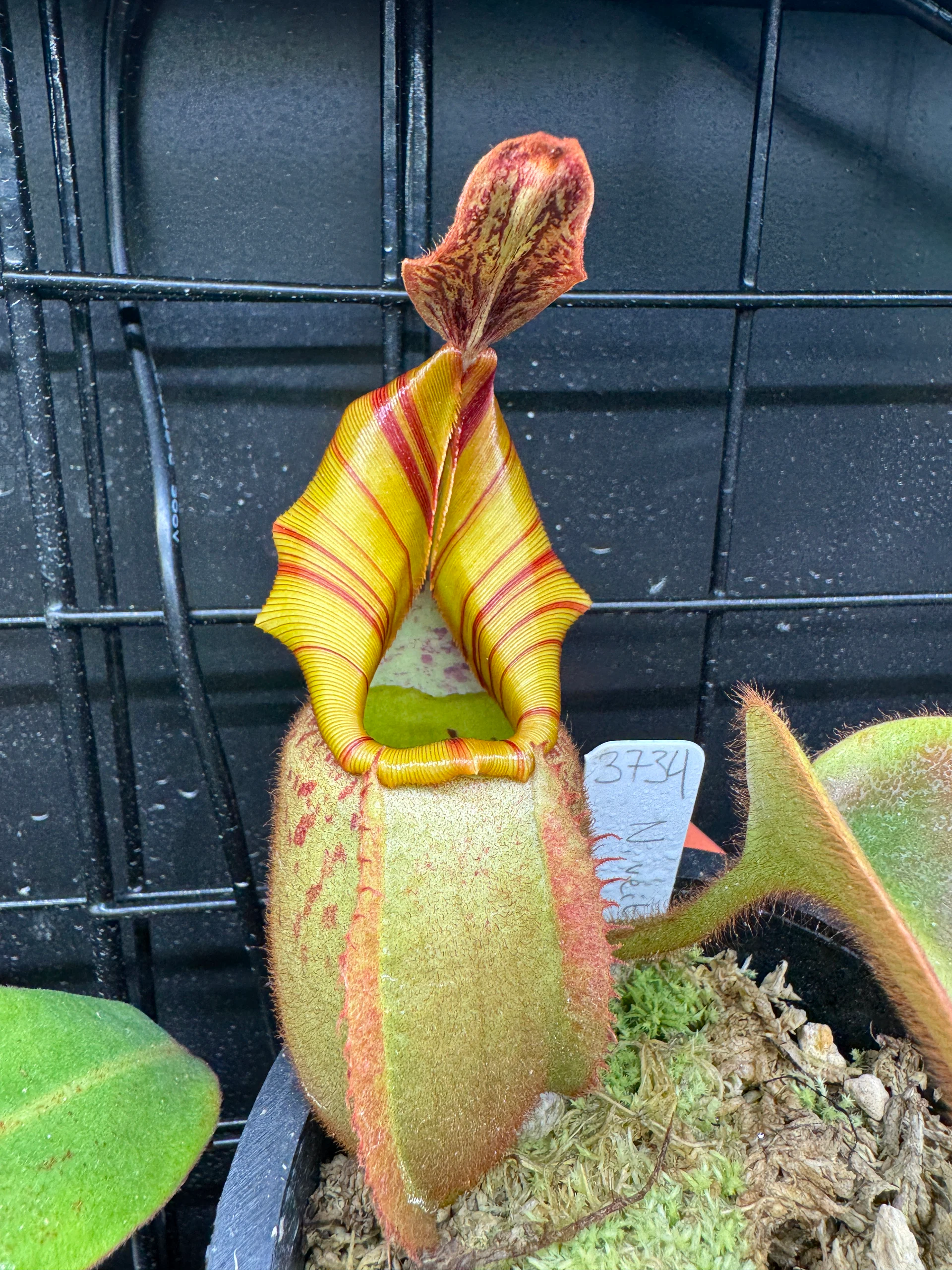 Nepenthes Veitchii 'BE-3734' by LushGrows